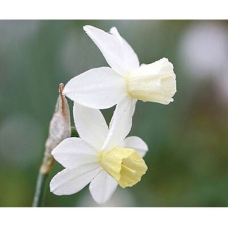 Narcissus Zhonkilliyide Seulbout, 12/14 rr, 5 pcs, 35-40 h (cm), autumn 2024