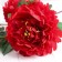 Artificial flowers "Kustovo peony" 5 buds 15x110 cm, red