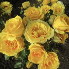 Seedling Rosa San City, spray rose, pot 2 l., Summer 2024