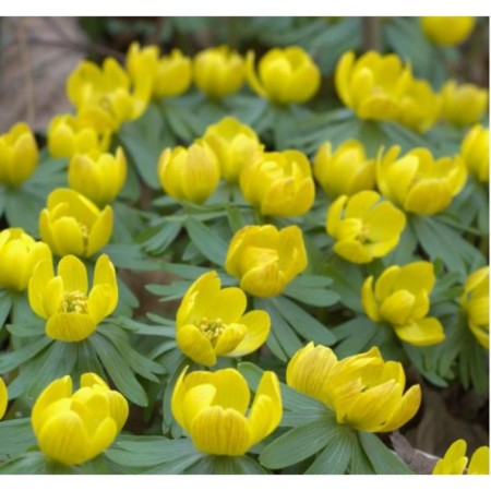 Spring (Erantis) Kilikiysky, I rr, 10 pcs, 10 h (cm), autumn 2024