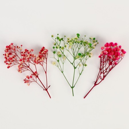 Set of dried flowers "gypsophiles"-1