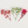 Set of dried flowers "gypsophiles"