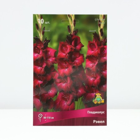 Gladiolus large-flowered "Ravel", district 10/12, 10 pcs, spring 2024