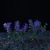 Set of artificial plants for aquarium (2 pcs), 10 cm