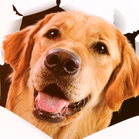 Sticker 3D Interior dog 30*27cm-1