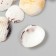 Decorative shells "Venus Clam" 20 pcs