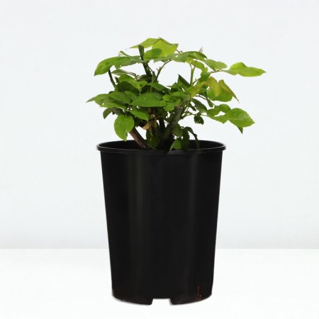 Citsee Sita seedlings "Knight City", S4 pot, summer 2024-3