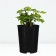 Citsee Sita seedlings "Knight City", S4 pot, summer 2024