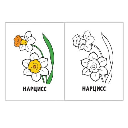 Coloring "Flowers", 16 p.-2