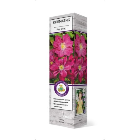 Clematis large -flowered "Red Star", tube, 1 pc, spring 2025