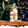 Package Packy BOPP, "Christmas trees" 9*19 cm