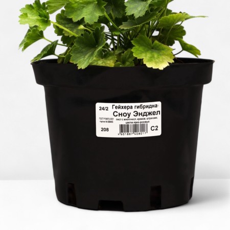 Heichera hybrid Snow Angel, C2 pot, 1 pc, summer 2024-2