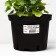 Heichera hybrid Snow Angel, C2 pot, 1 pc, summer 2024