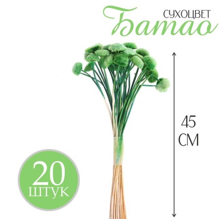 Sukhotzet "Batao" set 20 pcs., Green color-1