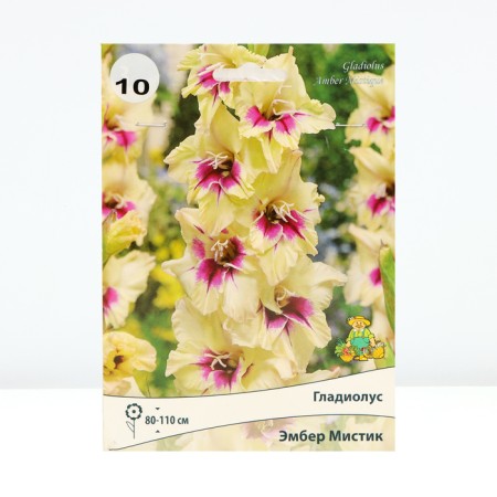 Gladiolus Large-flowered "Emmber mystic", district 10/12, 10 pcs