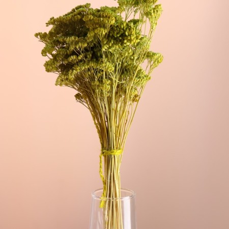 Set of dried flowers "yarrow", banch length 50 (+/- 6 cm), green-1