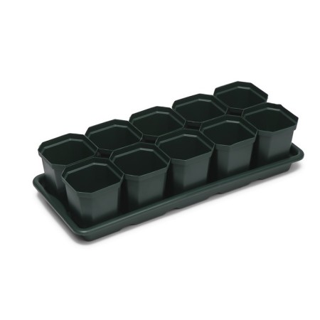Set for seedlings: glasses of 300 ml (10 pcs), pan 41 × 17 cm, color mix-5
