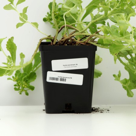 Kamchatka cleaning, P9 pot (readiness June), 1 pc, spring 2024-3