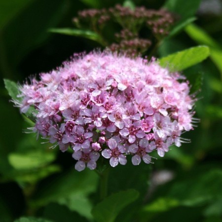 Birch line spirea (Northern Garden series) "Pink Spick", 1 pc, tube, spring 2025-2