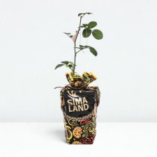 Seedling Rosa Rosoman Jeanon, Shrab-Rose, pot 2 l., Summer 2024
