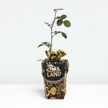 Seedling Rosa Rosoman Jeanon, Shrab-Rose, pot 2 l., Summer 2024