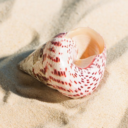 Decorative polished shell, 3-5 cm-2