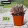 Pot for seedlings, 2.5 l, d = 18 cm, h = 15.5 cm, greengo