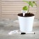 Garden signs for marking, 7 cm, set 20 pcs., Marker, plastic, white, Greengo