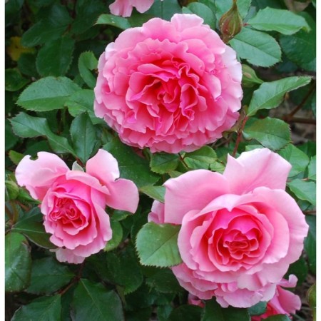 Seedling rose Plesy "Dream Weaver", tube, 1 pc, spring 2025