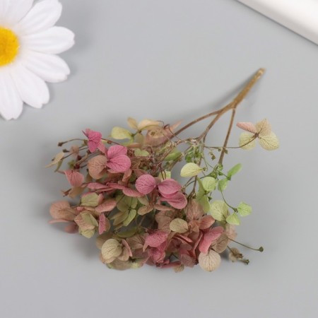 Sukhotzet "hydrangea" green-red h = 6-6.5 cm-2