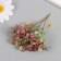 Sukhotzet "hydrangea" green-red h = 6-6.5 cm