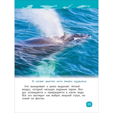 Sharks, whales and dolphins. Klyushnik L.V.-6