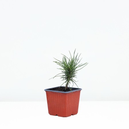 Pine cedar European "cembrane", p9, spring 2024