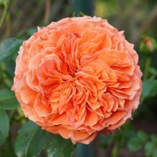 Seedling rose Orangery, floribunda, pot 2 l., Summer 2024