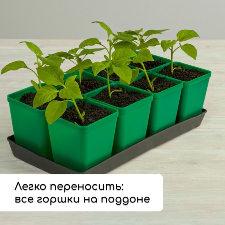 Set for seedlings: glasses of 600 ml (8 pcs), pan 36 × 18 cm, color mix, Greengo-6