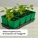 Set for seedlings: glasses of 600 ml (8 pcs), pan 36 × 18 cm, color mix, Greengo