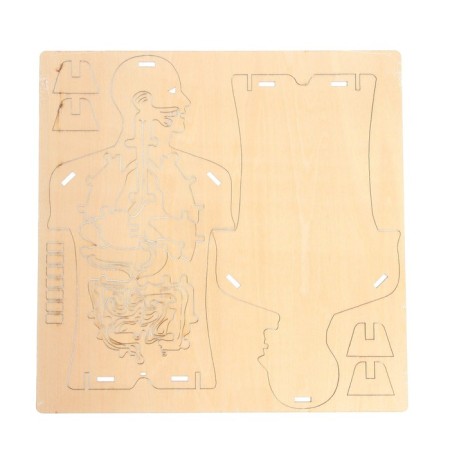 Set for experiments "Body structure", 24 elements-3