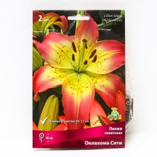 Lilia Asian Oklahoma City, 14/16 rr, 2 pcs. 70-100 h (cm), autumn 2024