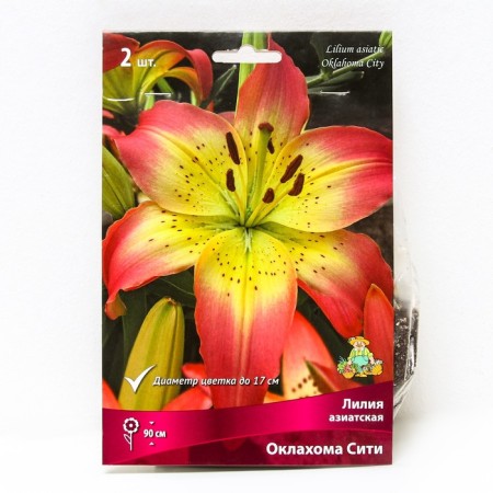 Lilia Asian Oklahoma City, 14/16 rr, 2 pcs. 70-100 h (cm), autumn 2024