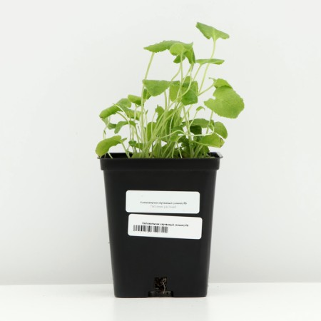 Boof bell (blue), pot p9, 1 pc, spring 2024-2