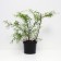 Gray spirea Grefshem, C2 pot, H10-50 height, 1 pc, summer 2024