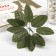 Decor for the creativity "Birch Birch" Green (1 set = 1 bouquet) in the bouquet 10 pcs