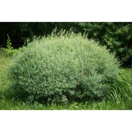 IV PURPURA NANA, C2 pot, H10-50 Height, 1 pc, summer 2024