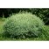 IV PURPURA NANA, C2 pot, H10-50 Height, 1 pc, summer 2024