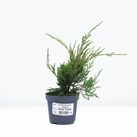 Juniper Middle "Old Gold", P9, 1pc, h 3-20 cm, spring 2024-1