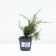 Juniper Middle "Old Gold", P9, 1pc, h 3-20 cm, spring 2024