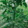 Garters for plants, length 17 cm, set 20 pcs., Greengo