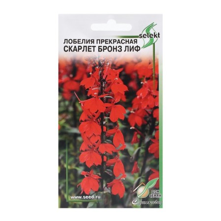 Lobelia seeds beautiful "Scarlet", 3 pcs
