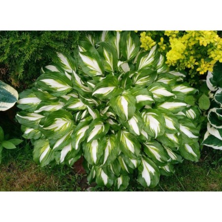 Host Wavy coppervariegate, C2 pot, H10-50 height, 1 pc, summer 2024