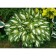 Host Wavy coppervariegate, C2 pot, H10-50 height, 1 pc, summer 2024